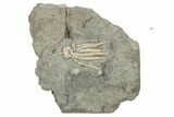 Fossil Crinoid (Phanocrinus) - Alabama #269883-1